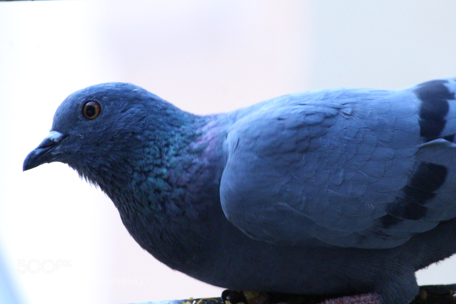 Canon EF-S 55-250mm F4-5.6 IS II sample photo. I've got my eyes photography