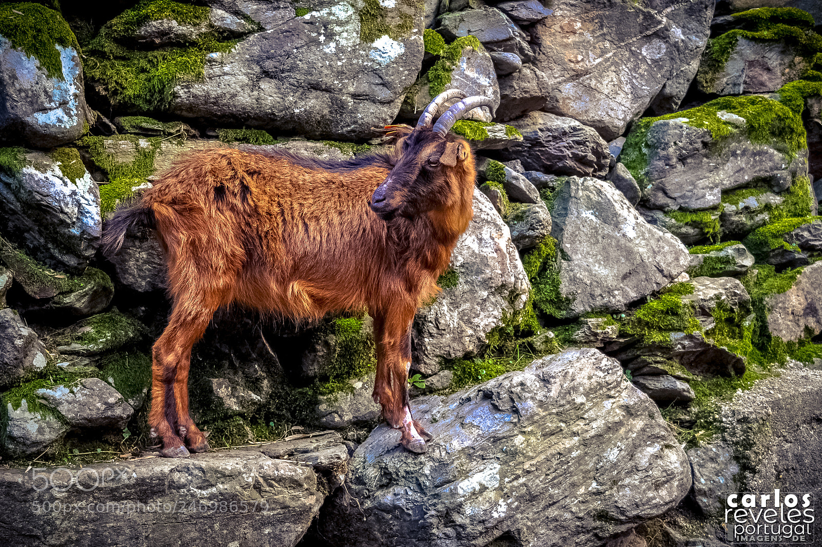Nikon D5000 sample photo. Covas do monte, s photography