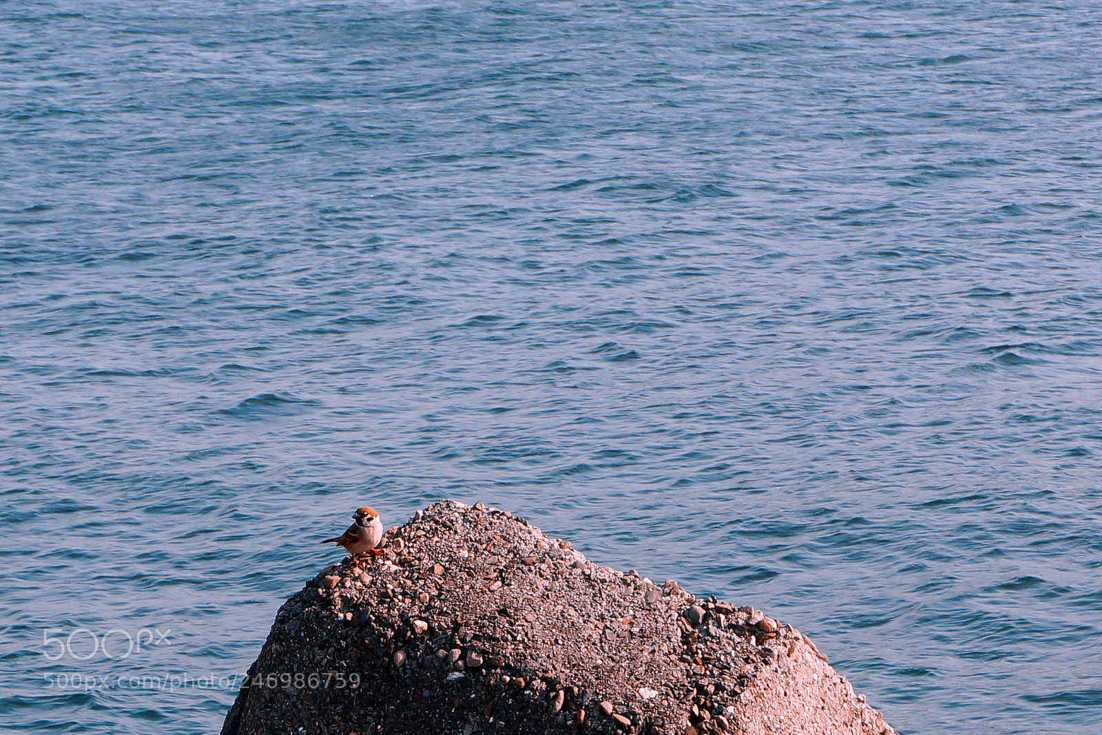 Sony Alpha NEX-5R sample photo. Untitled photography