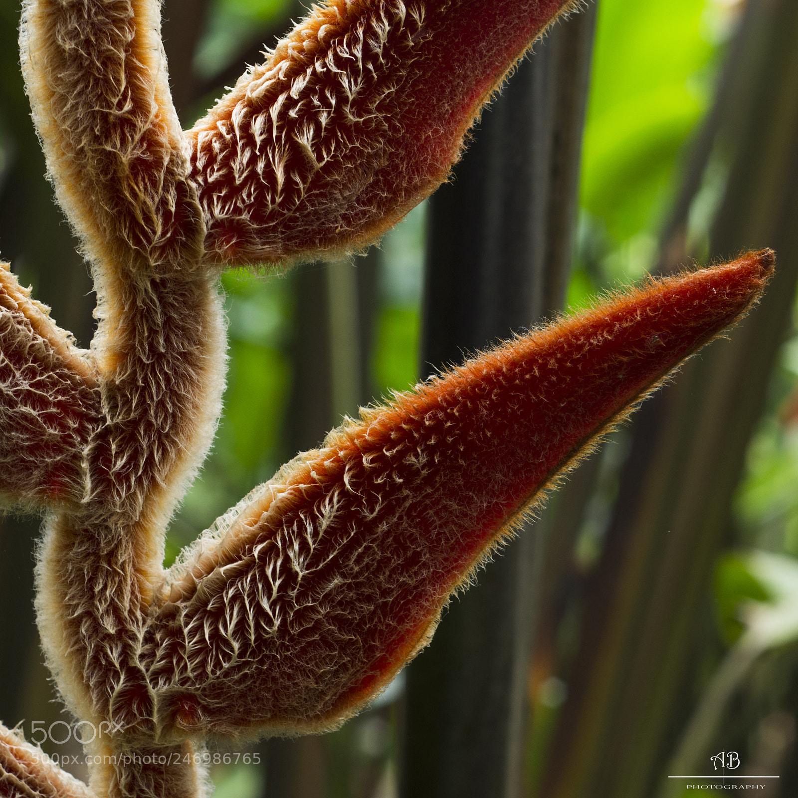 Pentax K-3 sample photo. Hairy heliconia photography
