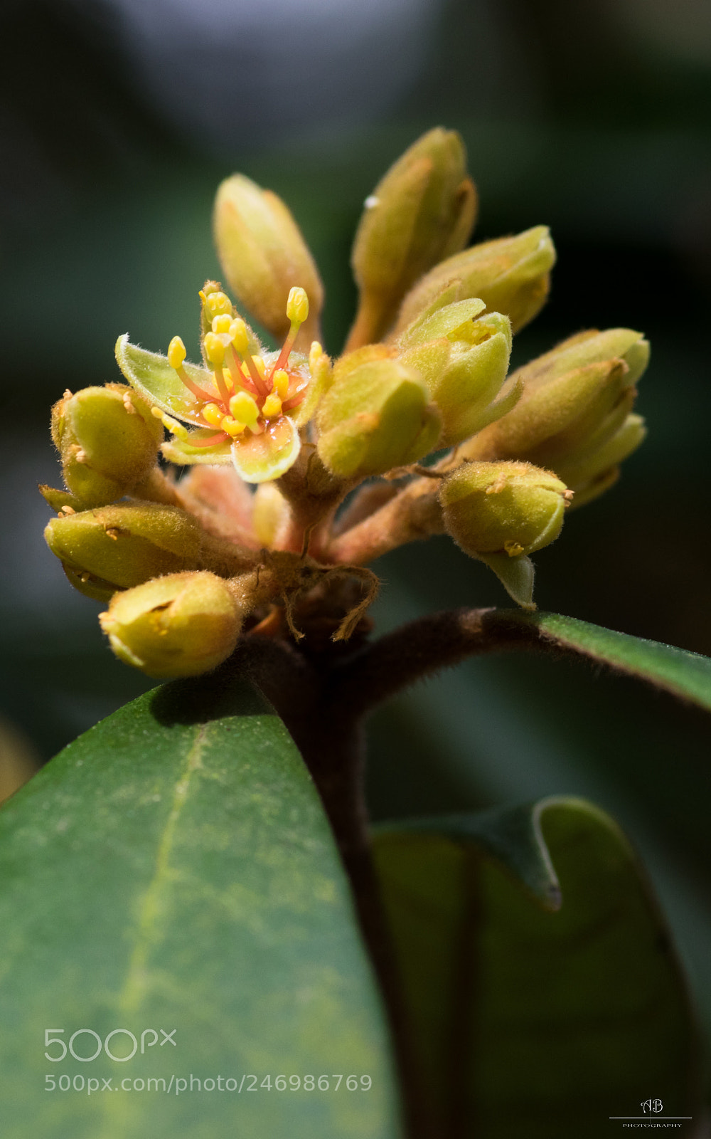 Pentax K-3 sample photo. M.1 photography