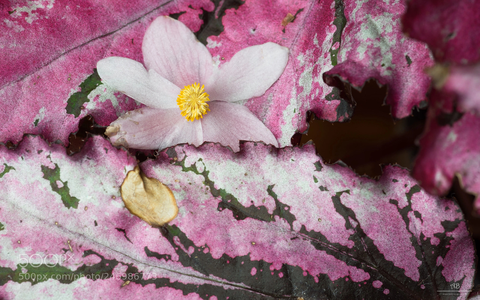 Pentax K-3 sample photo. Botanic garden hk photography