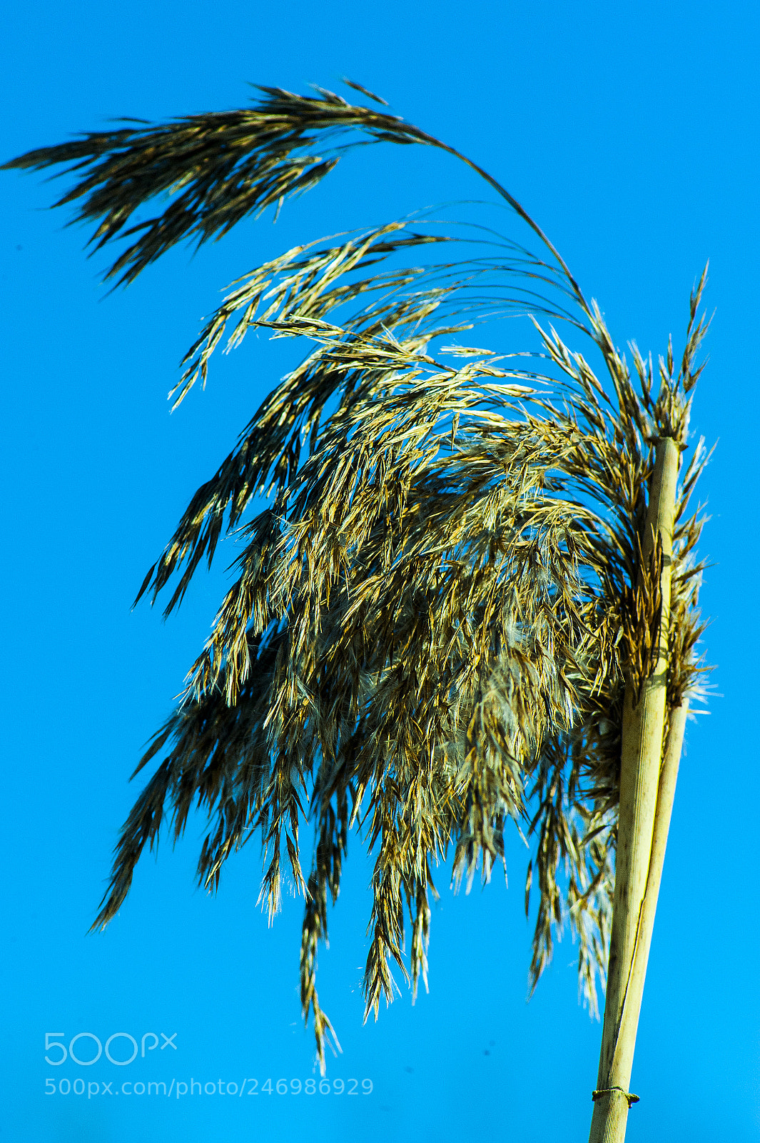 Nikon D700 sample photo. The straw on the photography