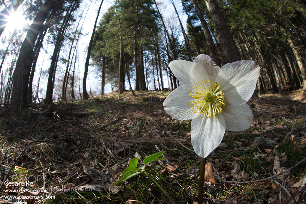 Nikon D800 sample photo. Hellebore in the undergrowth photography