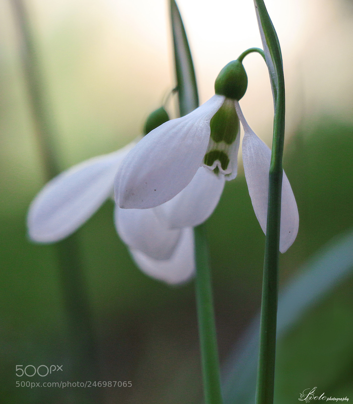 Canon EOS 700D (EOS Rebel T5i / EOS Kiss X7i) sample photo. Snowdrop photography
