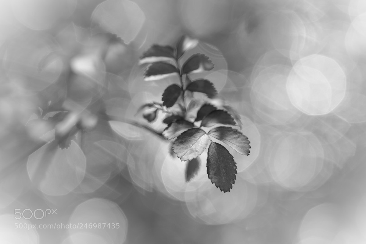 Nikon D810 sample photo. In a circle of photography