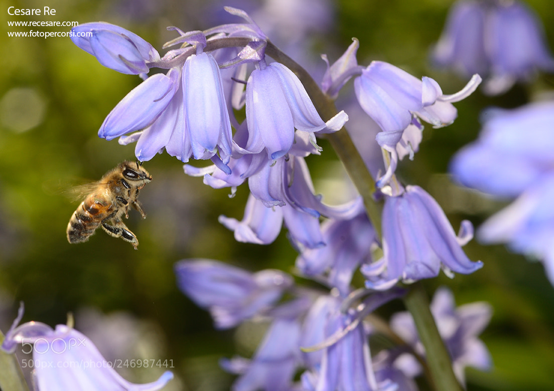 Nikon D800 sample photo. Bee and flowers. photography