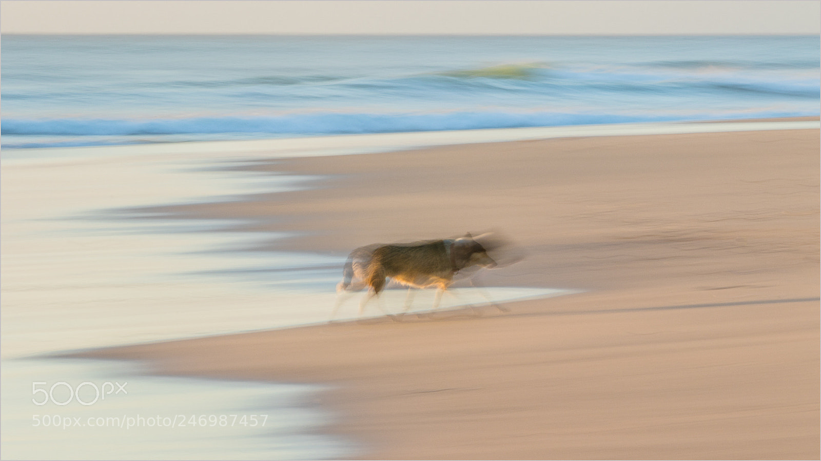 Canon EOS 7D Mark II sample photo. Strand wolf photography