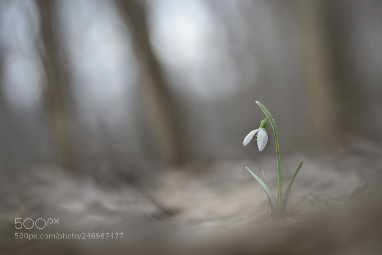Nikon D810 sample photo. Spring is here photography