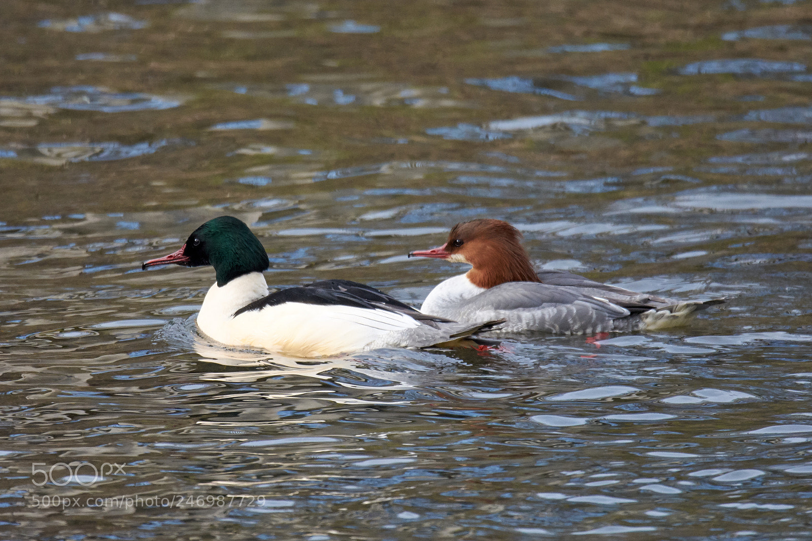 Nikon D7200 sample photo. Gänsesäger photography