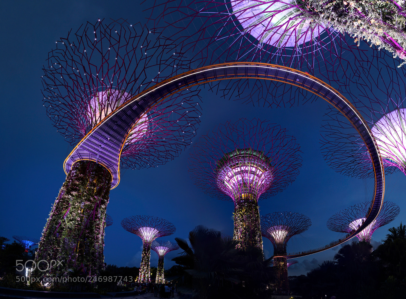 Sony SLT-A58 sample photo. Supertrees at night, singapore photography