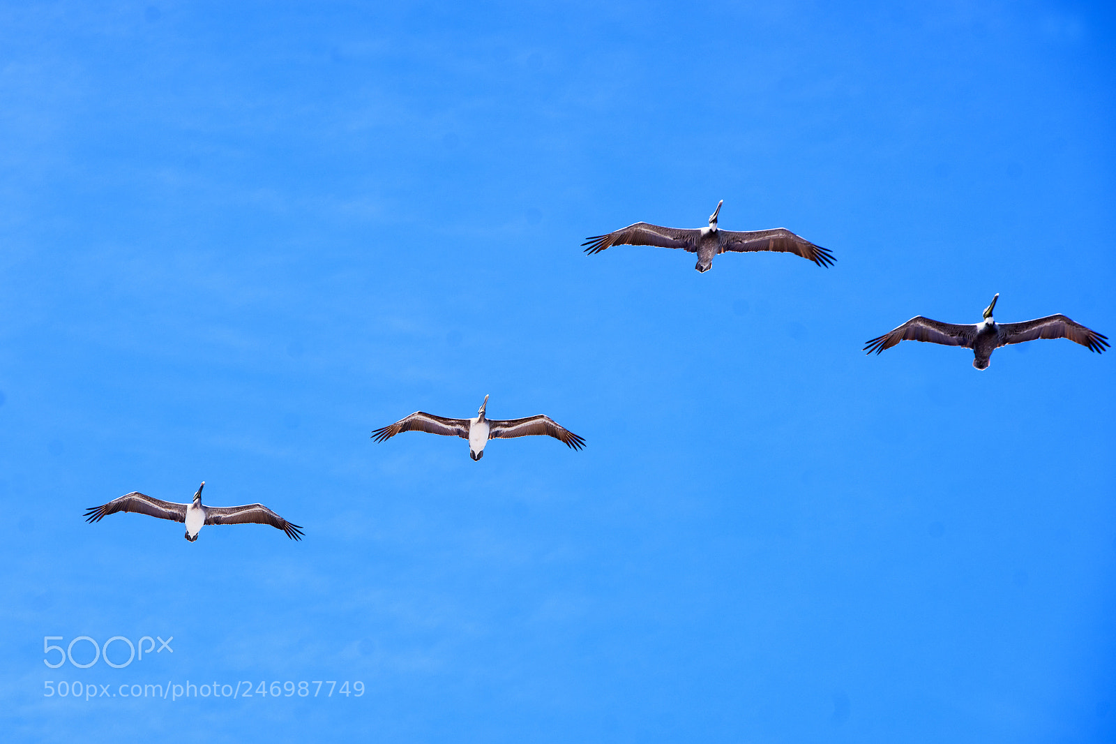 Sony Alpha DSLR-A900 sample photo. Pelicans photography