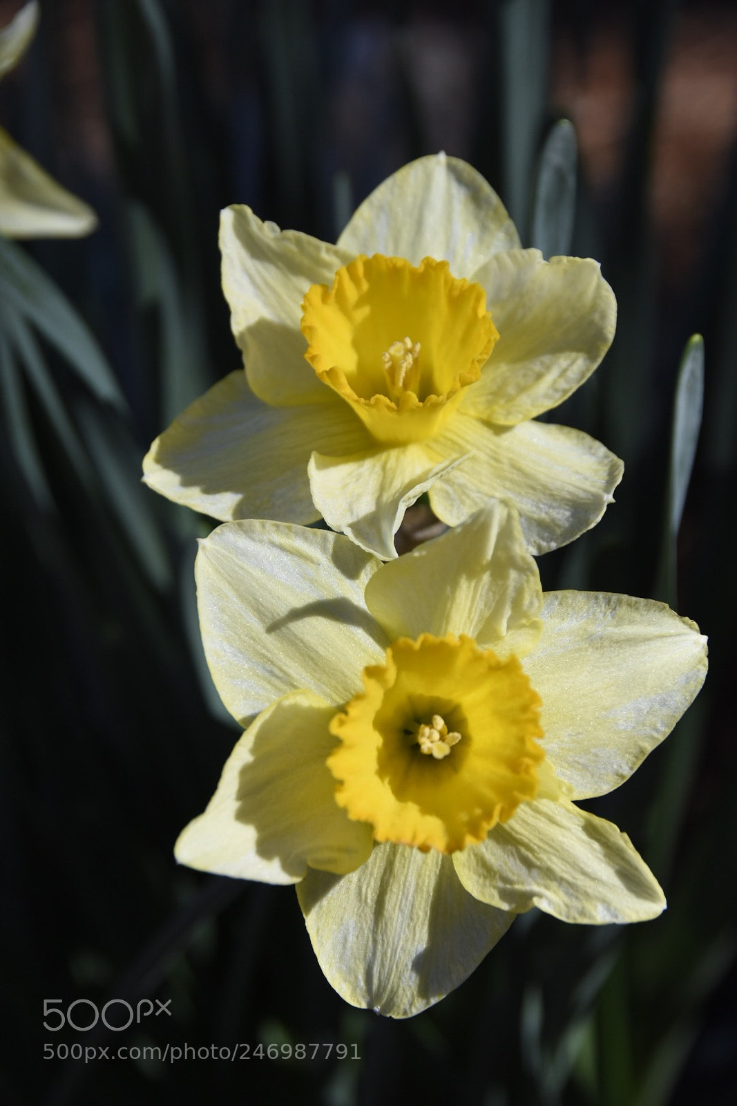 Nikon D7200 sample photo. Spring 2018 is around photography