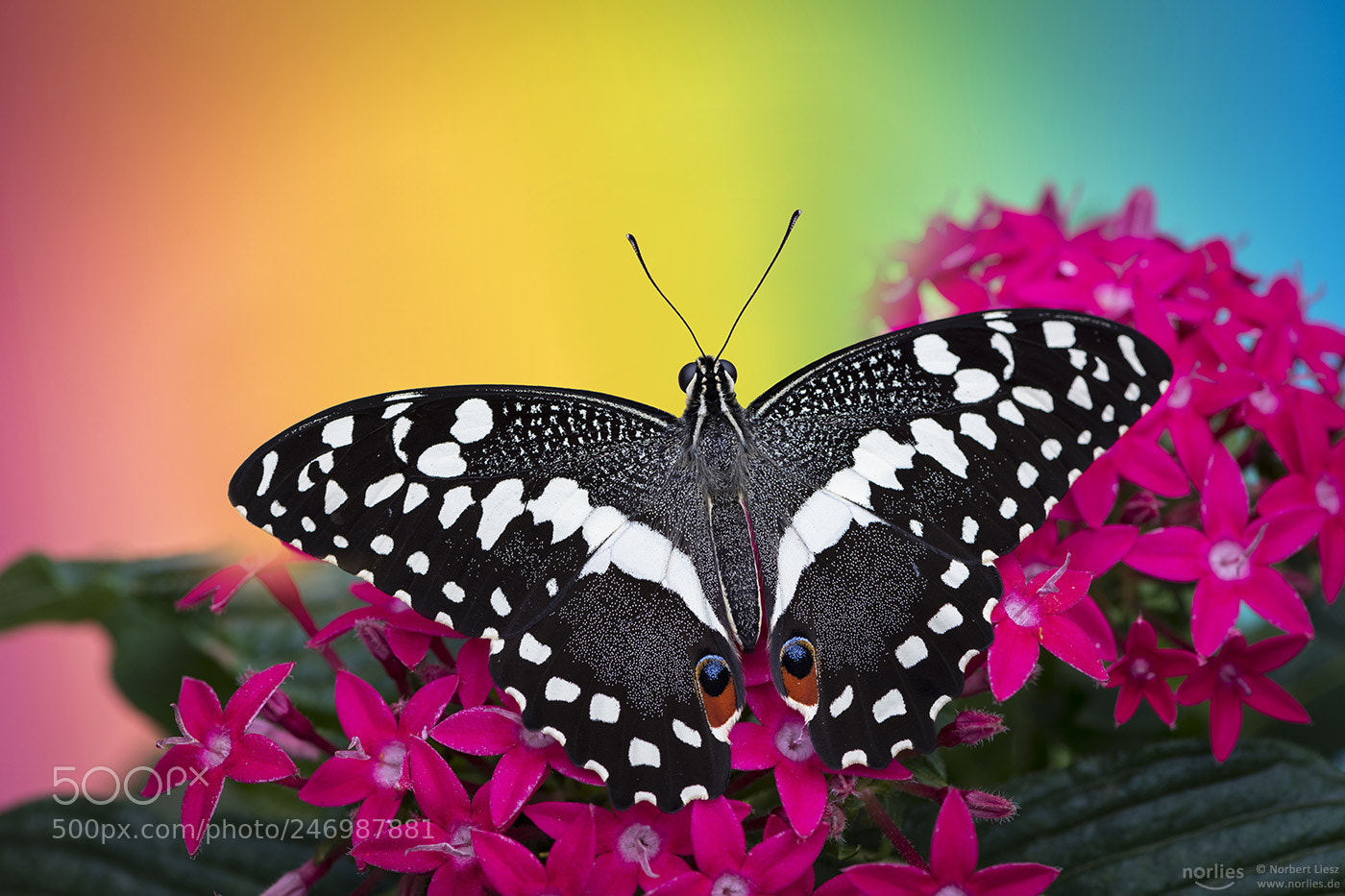 Nikon D850 sample photo. Rainbow butterfly photography