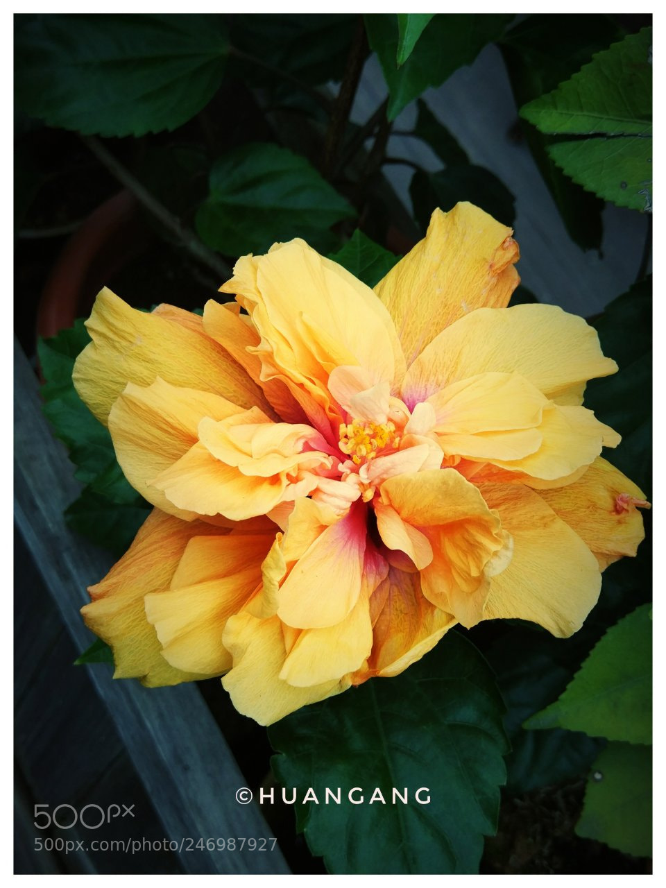 Xiaomi MI 5s sample photo. Untitled photography
