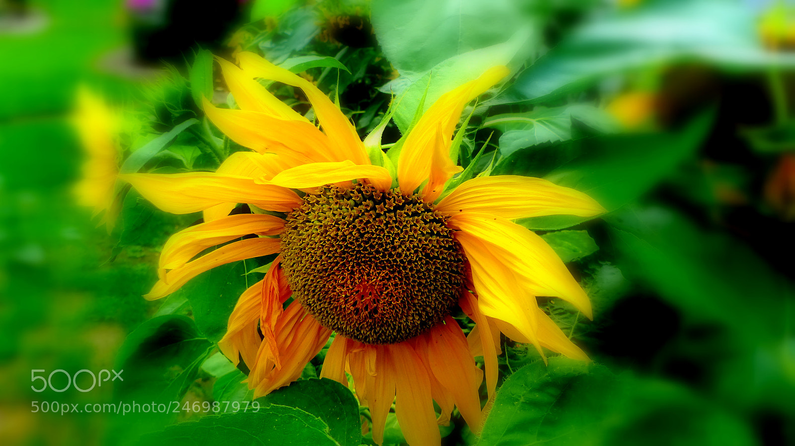 Panasonic Lumix DMC-FZ200 sample photo. Sunflower photography