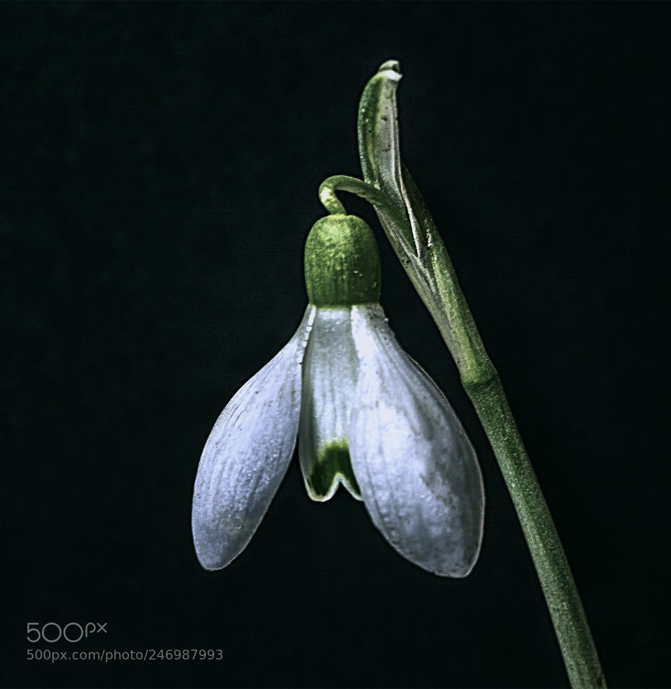 Olympus OM-D E-M5 II sample photo. Humble snowdrop photography