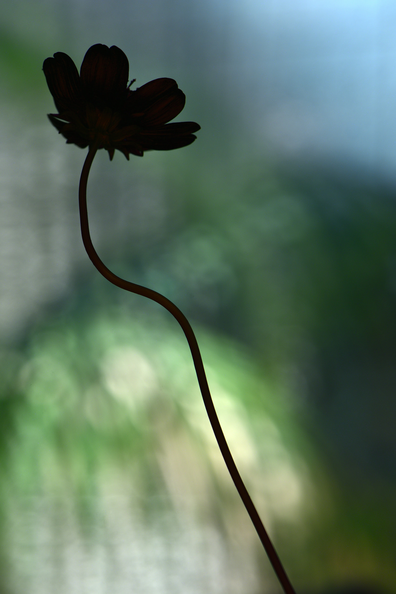 Nikon AF-S Micro-Nikkor 105mm F2.8G IF-ED VR sample photo. Dansing photography