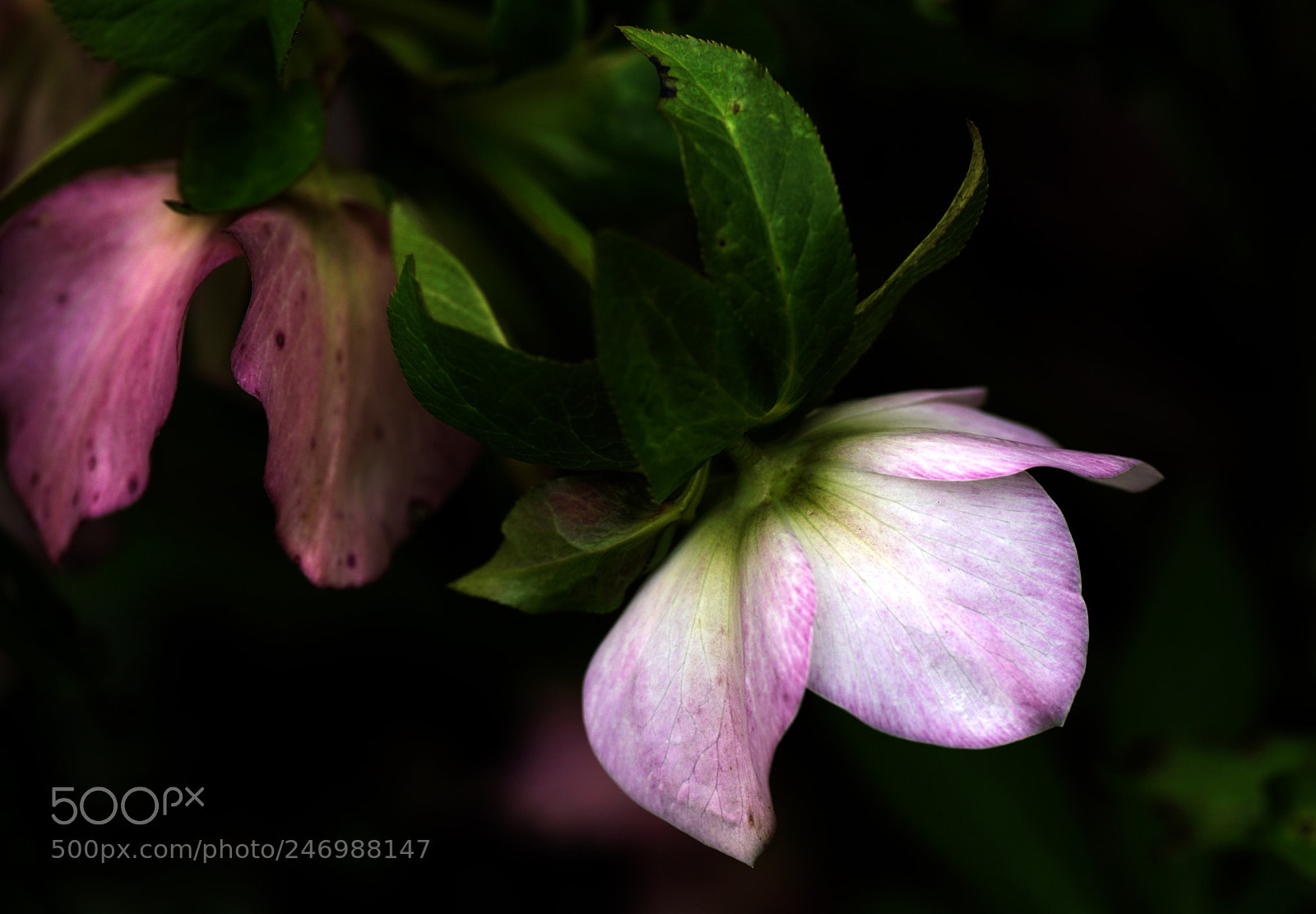 Sony a7R III sample photo. Discreet and charming hellebores photography