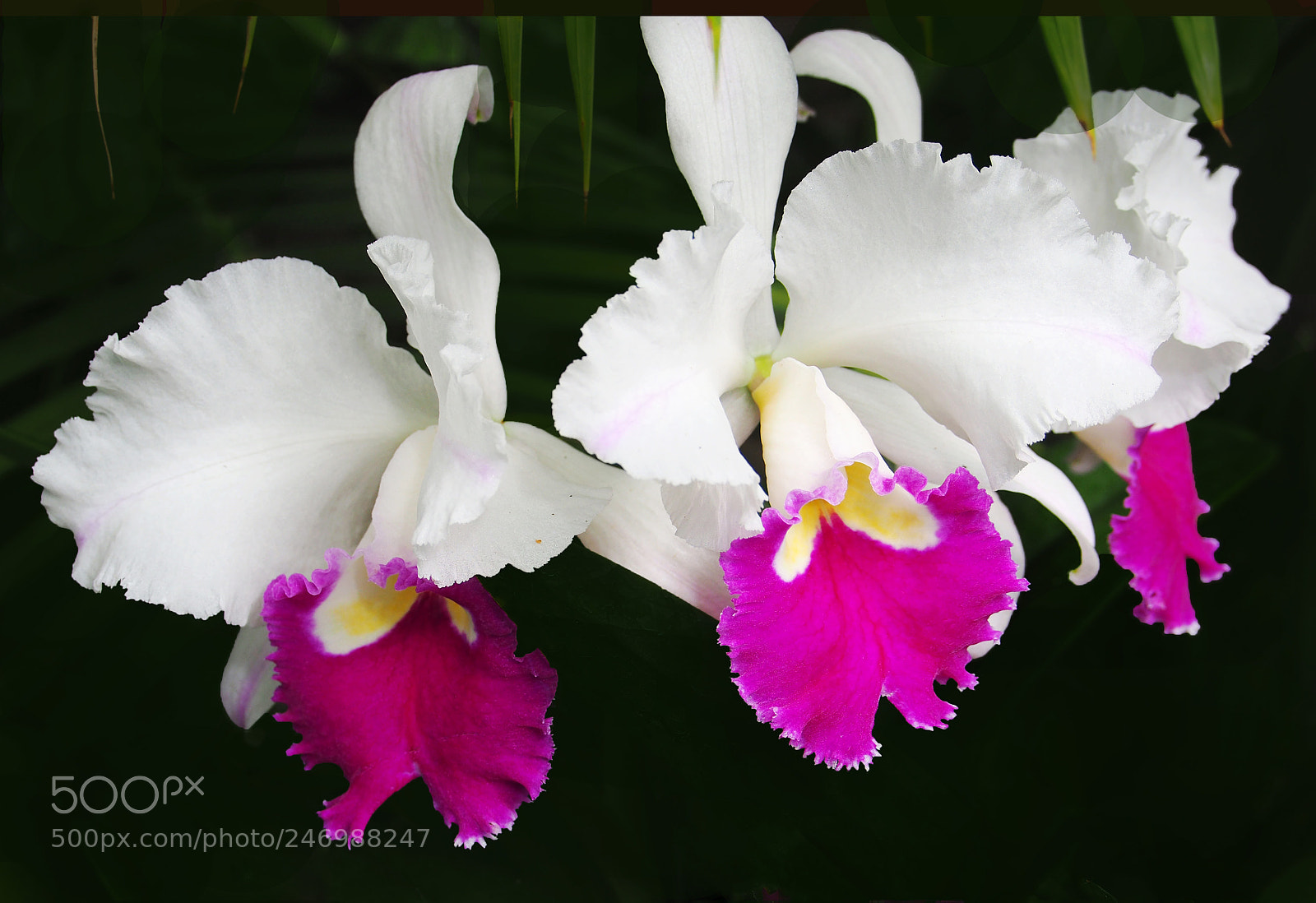 Olympus OM-D E-M10 II sample photo. Trips photography