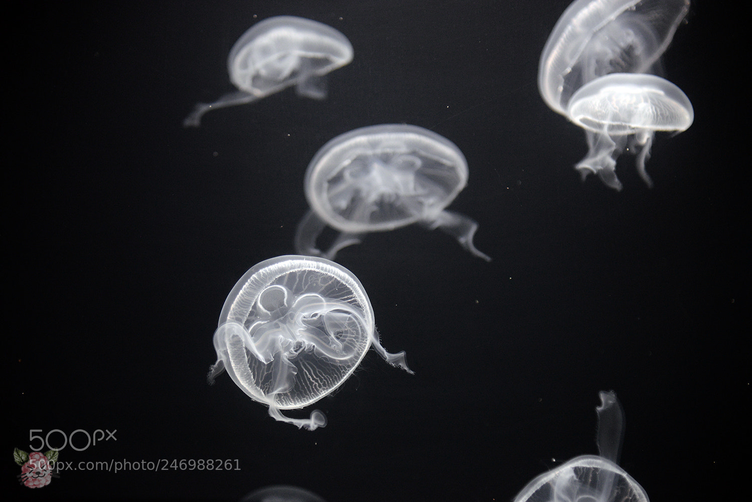 Nikon D610 sample photo. Qu wie qualle photography