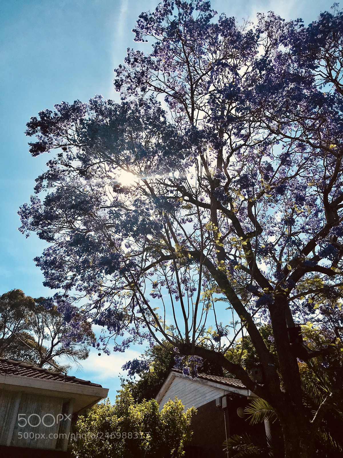 Apple iPhone 7 sample photo. Jacaranda！ photography