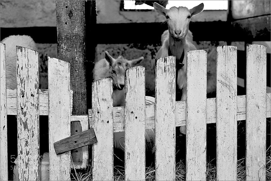 Nikon D610 sample photo. Behind a white fence photography