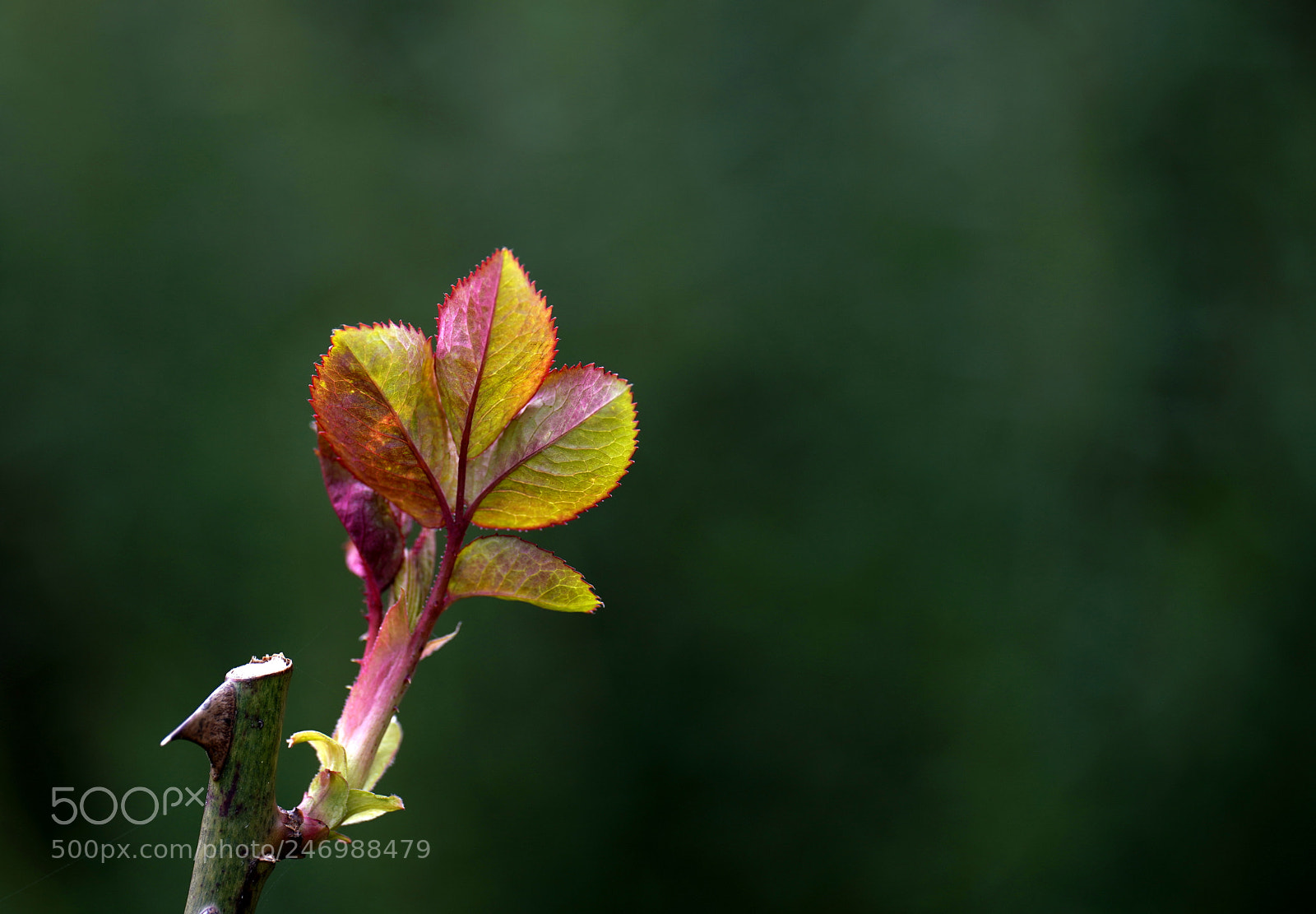 Sony a7R III sample photo. A promise of roses photography