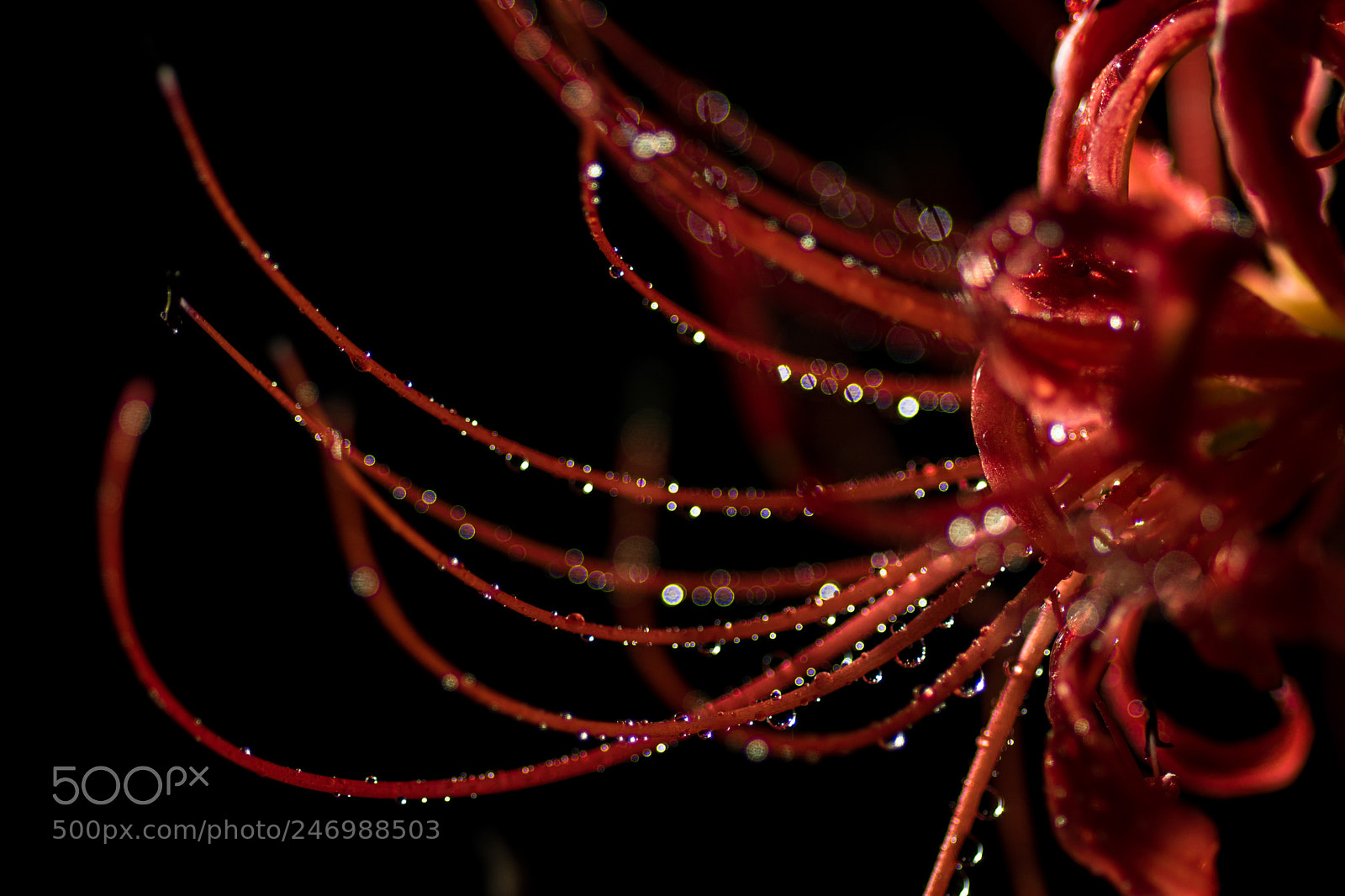 Sony ILCA-77M2 sample photo. A fascinating cluster amaryllis photography