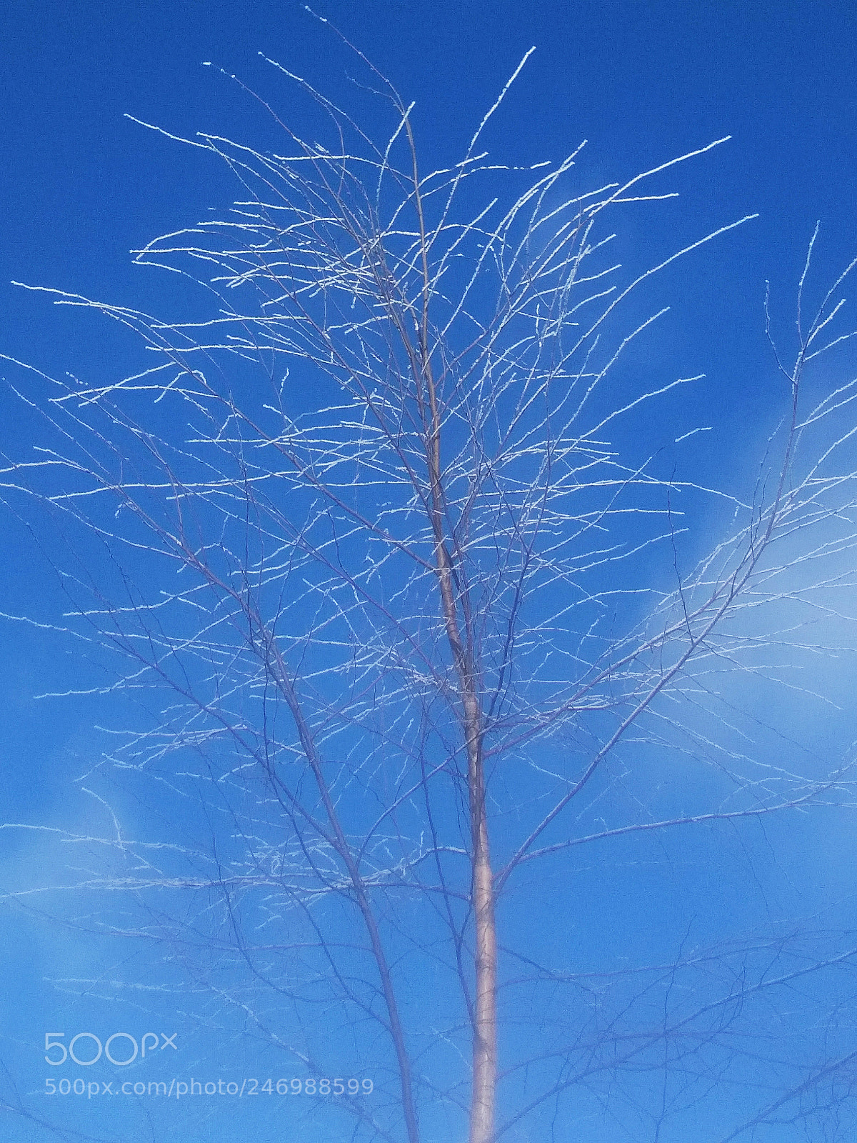 Xiaomi Redmi 4X sample photo. Frost photography