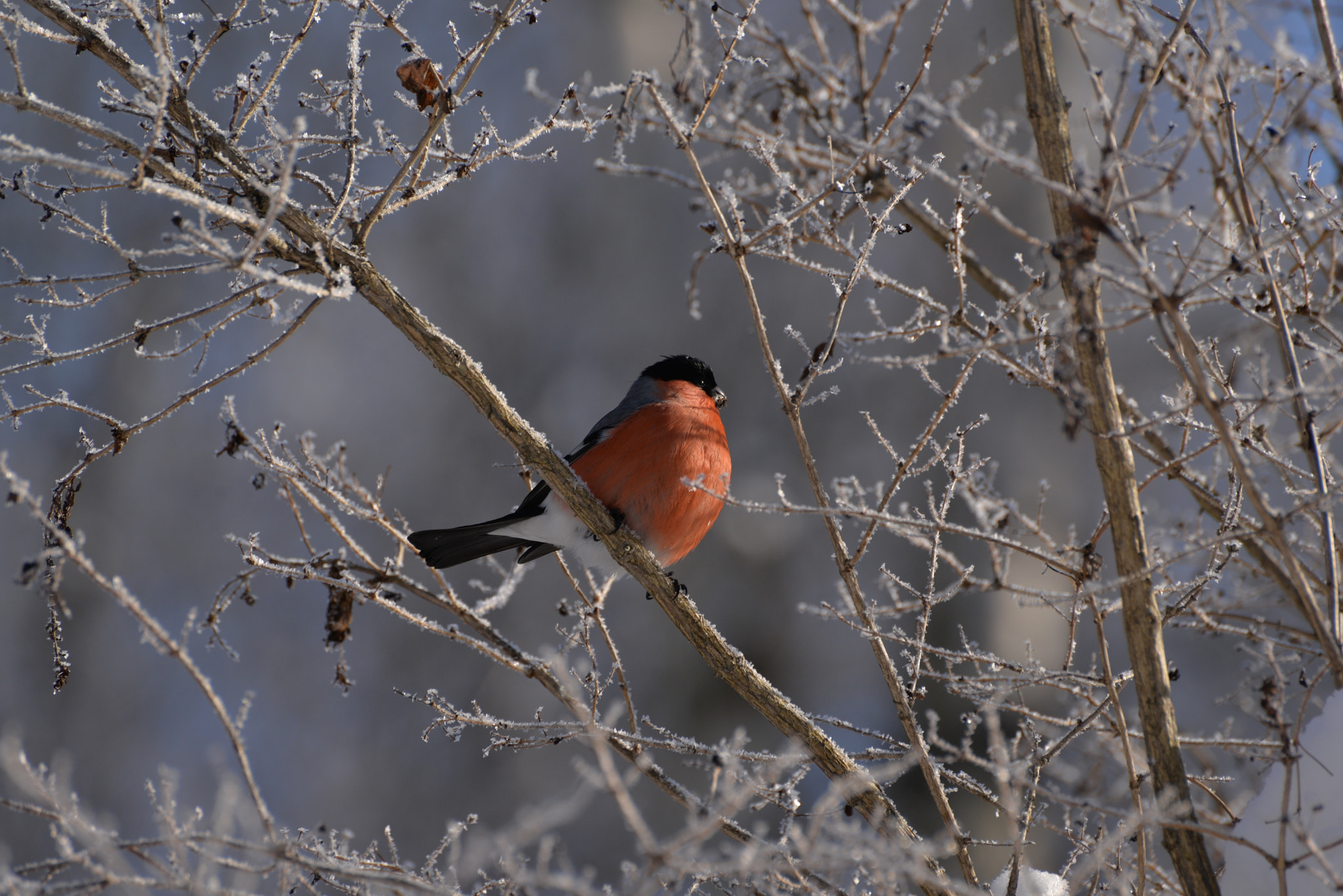 Nikon D610 sample photo