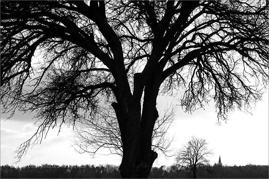 Nikon D610 sample photo. Branching symmetry photography