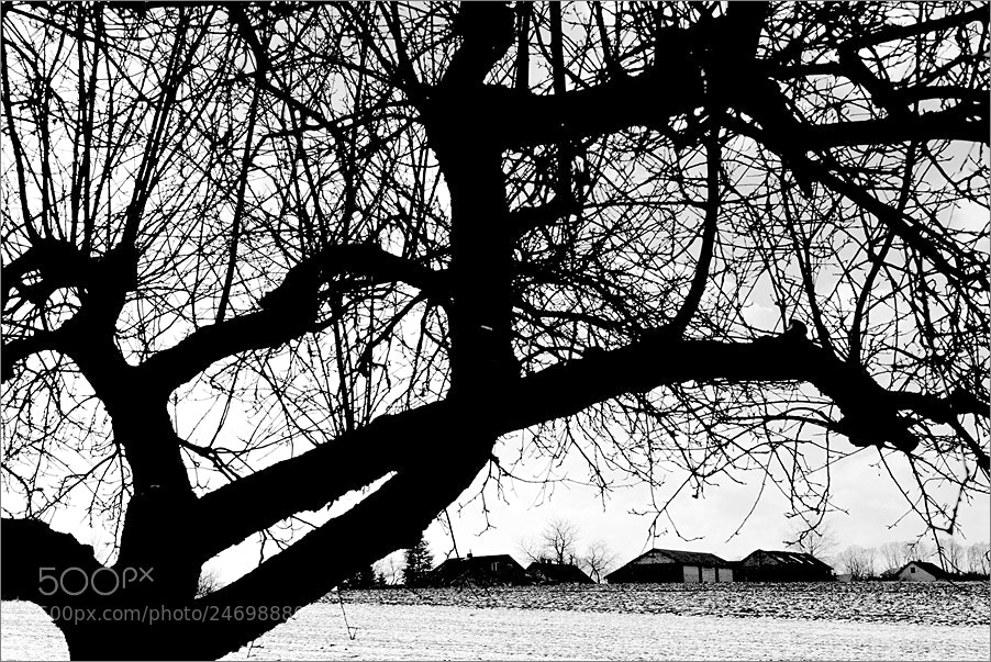 Nikon D610 sample photo. View from the orchard photography