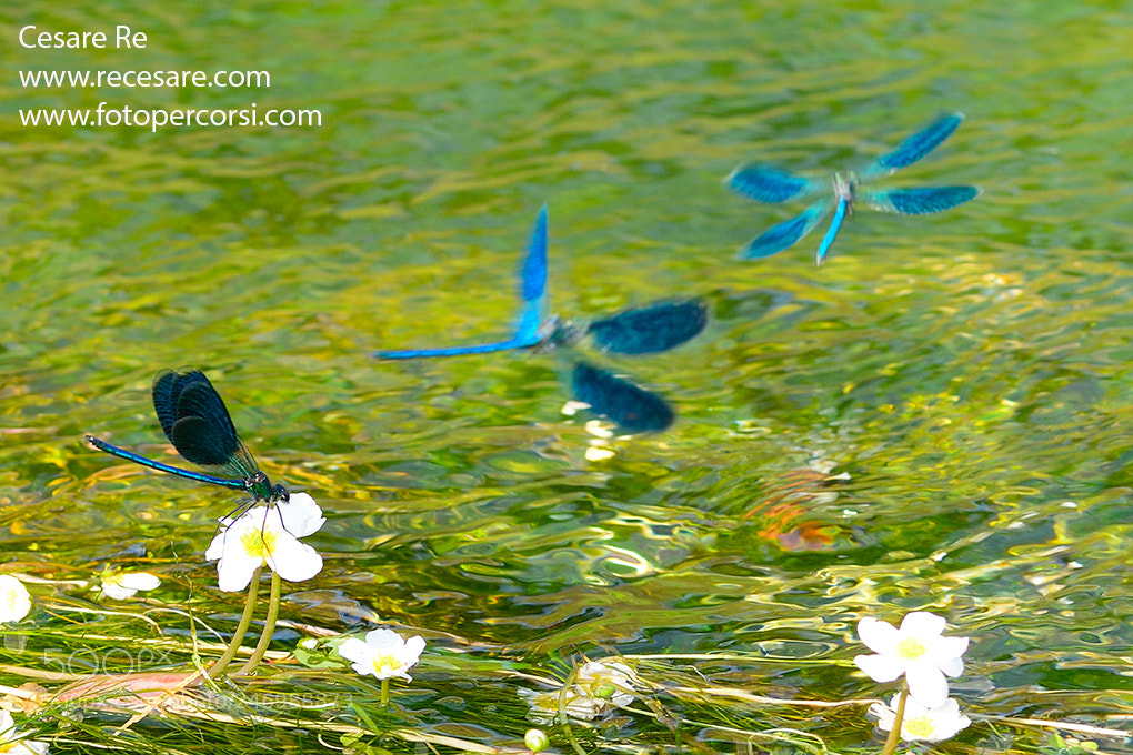 Nikon D800 sample photo. Dragonfly / libellula photography