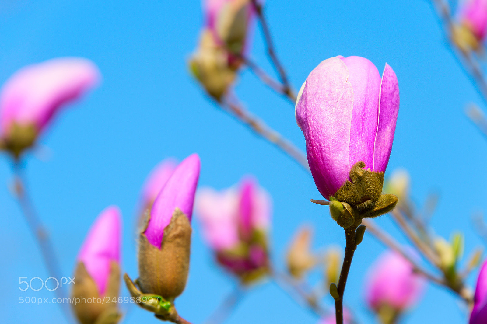 Nikon Df sample photo. Rose magnolia flower bud photography