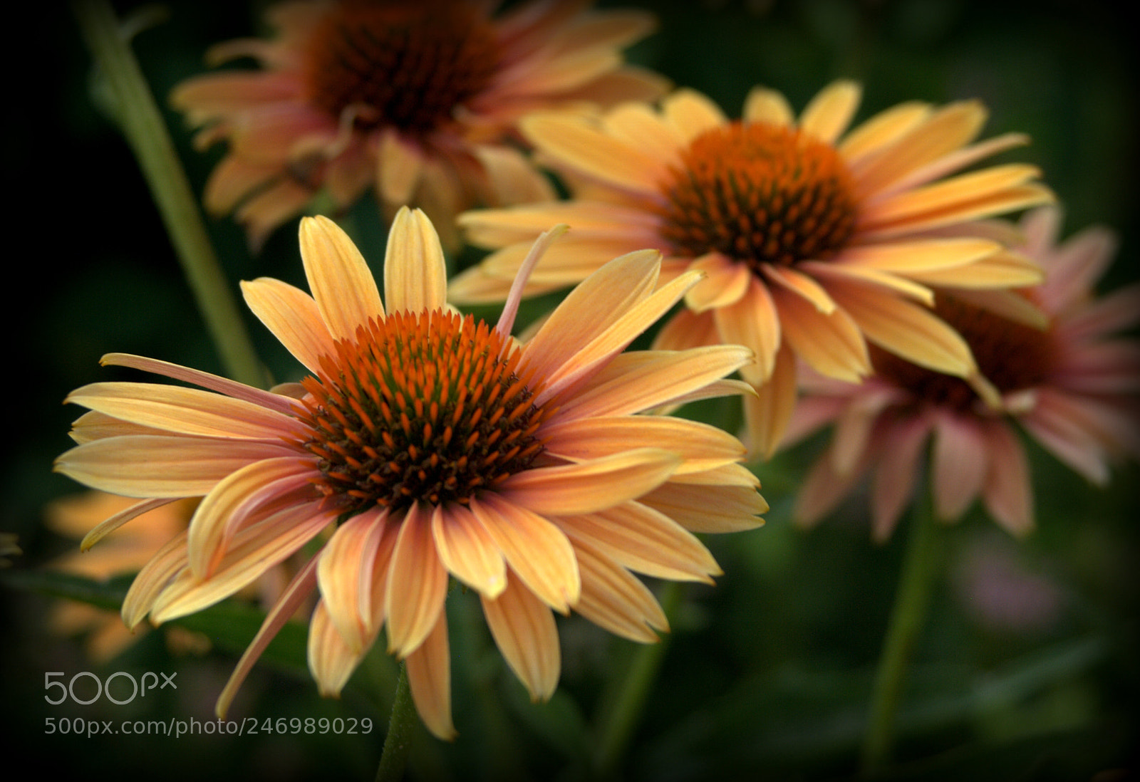 Nikon D3000 sample photo. Orange echinacea flower photography
