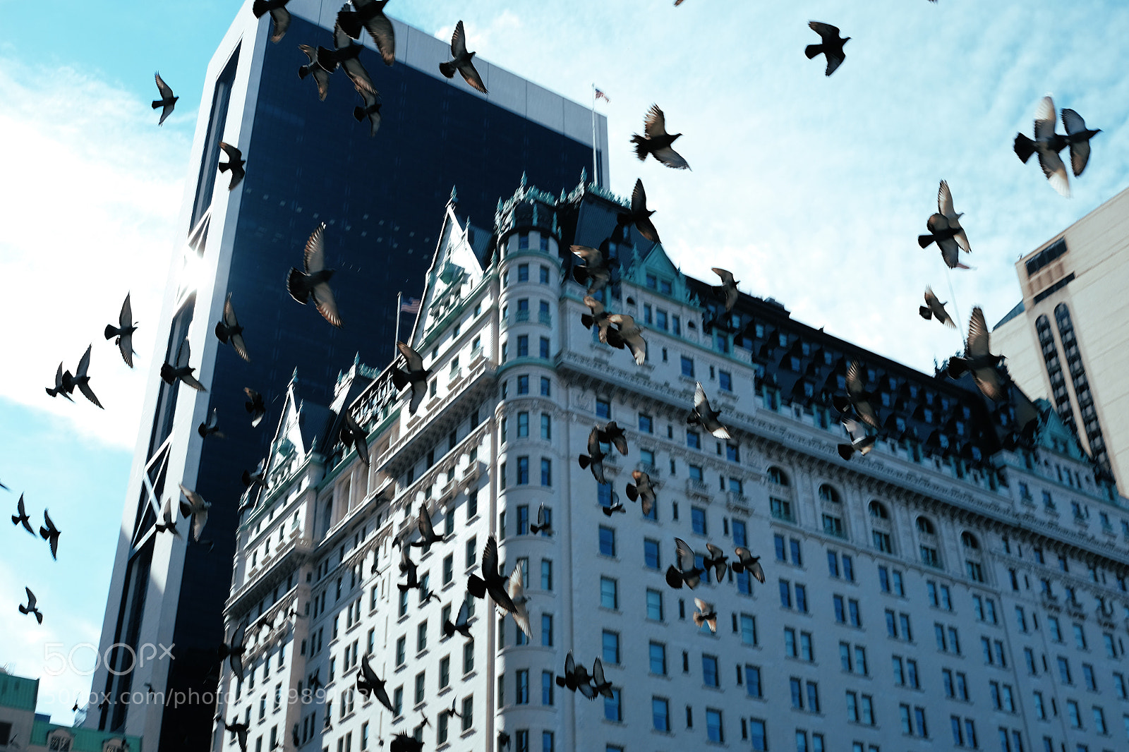 Fujifilm X-T10 sample photo. Flying birds in new photography