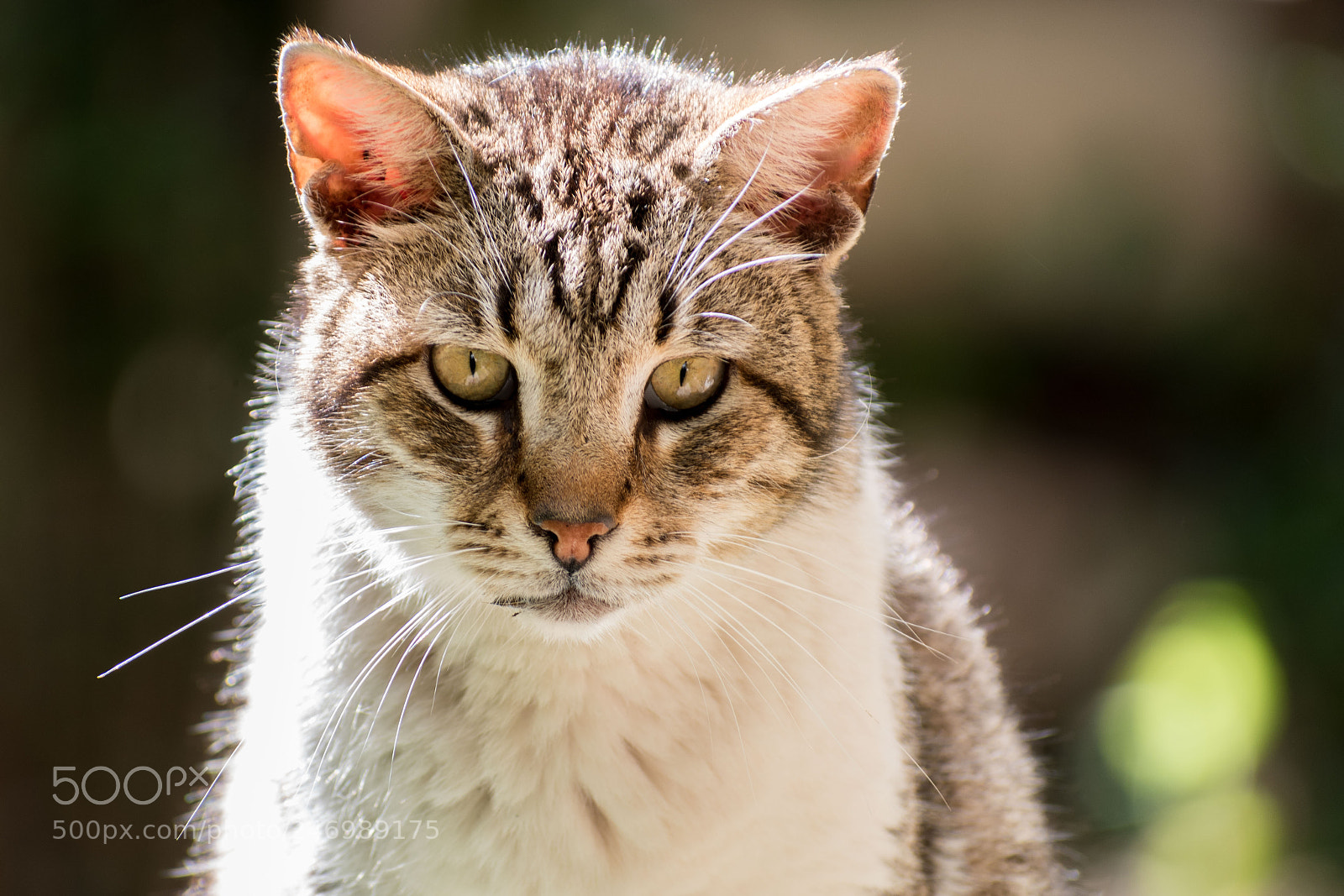 Nikon D5600 sample photo. Sizing me up photography