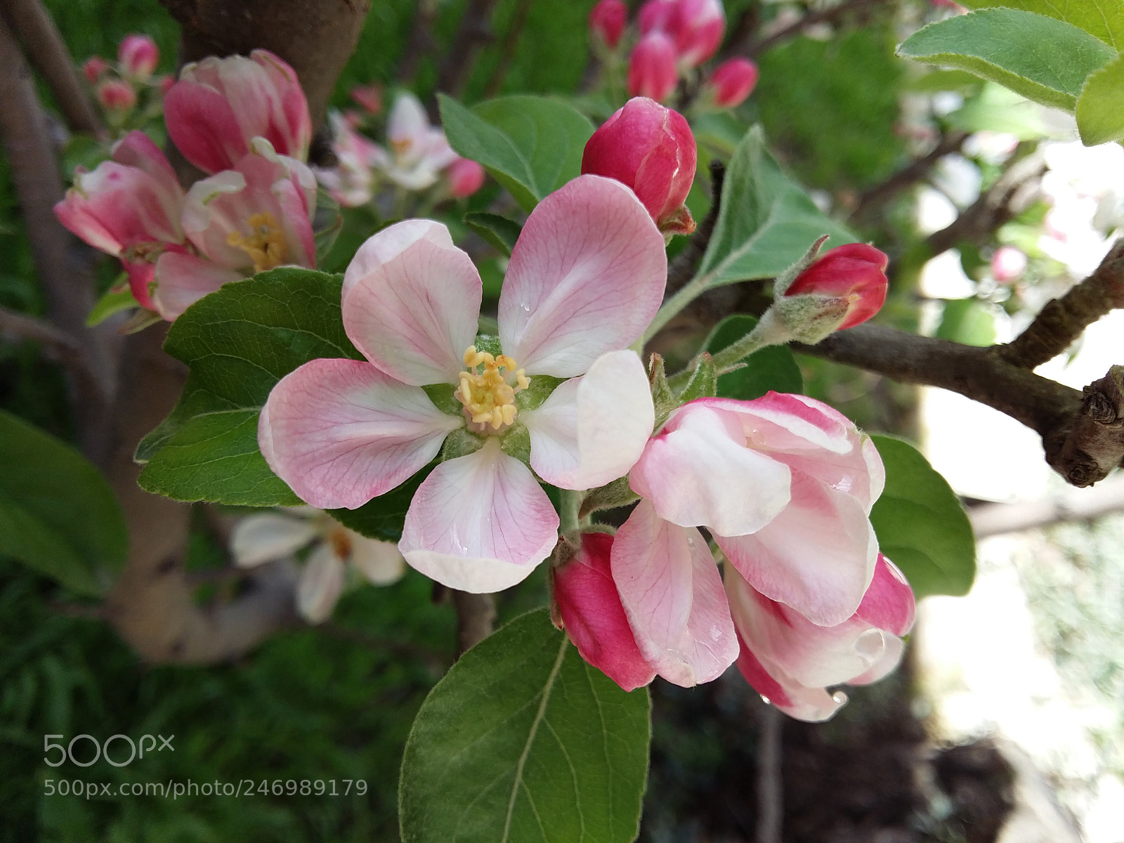 Samsung Galaxy A5 sample photo. Untitled photography