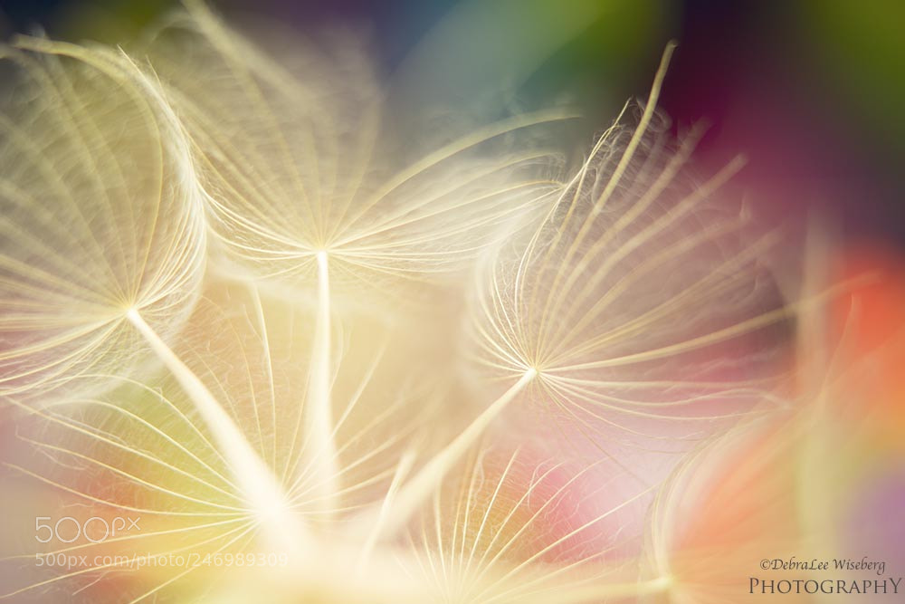 Nikon D800 sample photo. Transparency photography