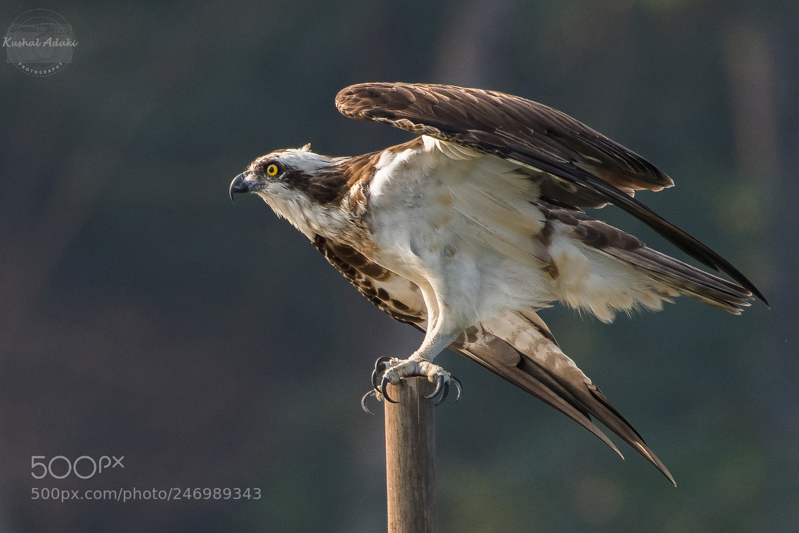 Nikon D500 sample photo. Osprey (take off) photography