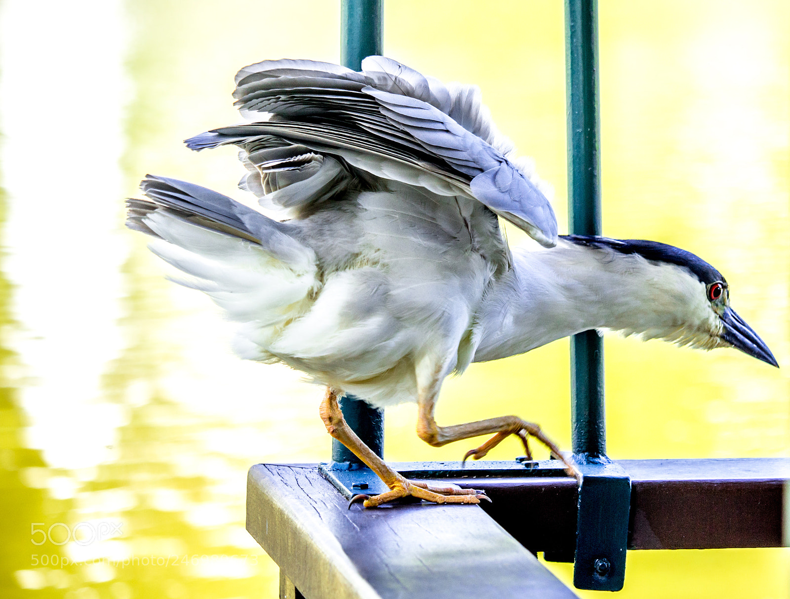 Canon EOS 700D (EOS Rebel T5i / EOS Kiss X7i) sample photo. Nycticorax photography