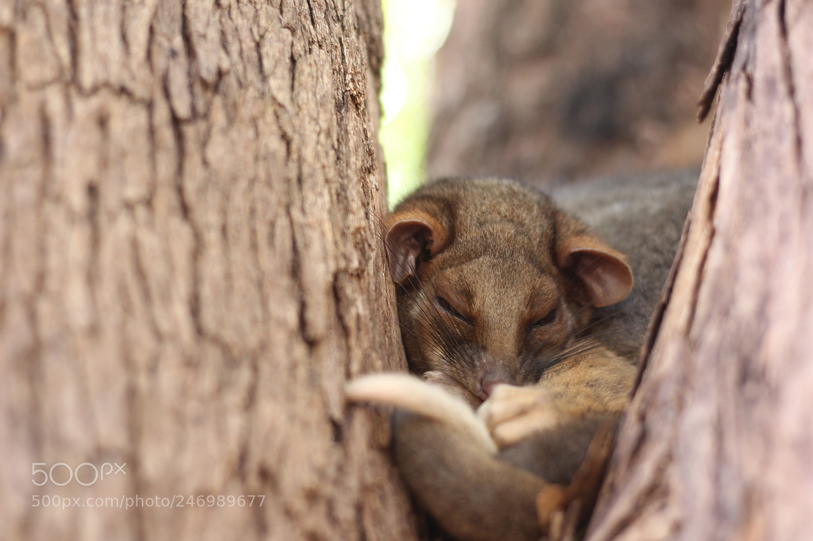 Canon EOS 60D + Canon EF 50mm F1.8 STM sample photo. A picture of a photography