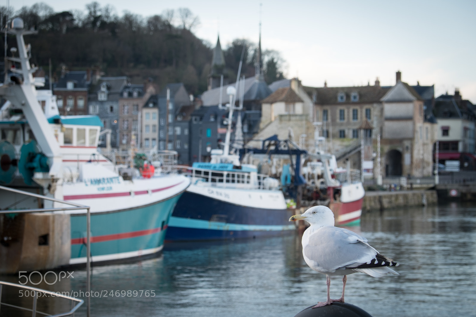 Fujifilm X-T1 sample photo. The seagull photography