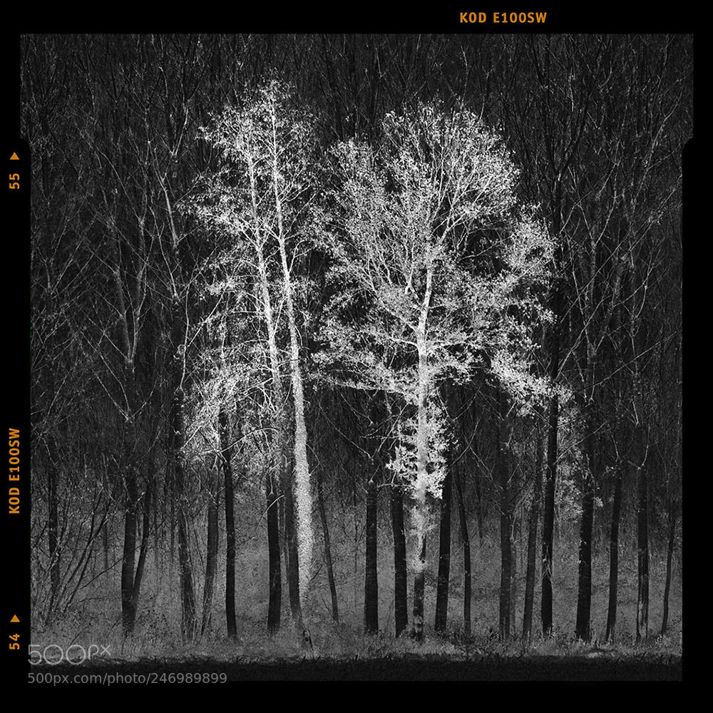 Canon EOS-1D Mark IV sample photo. Two trees photography