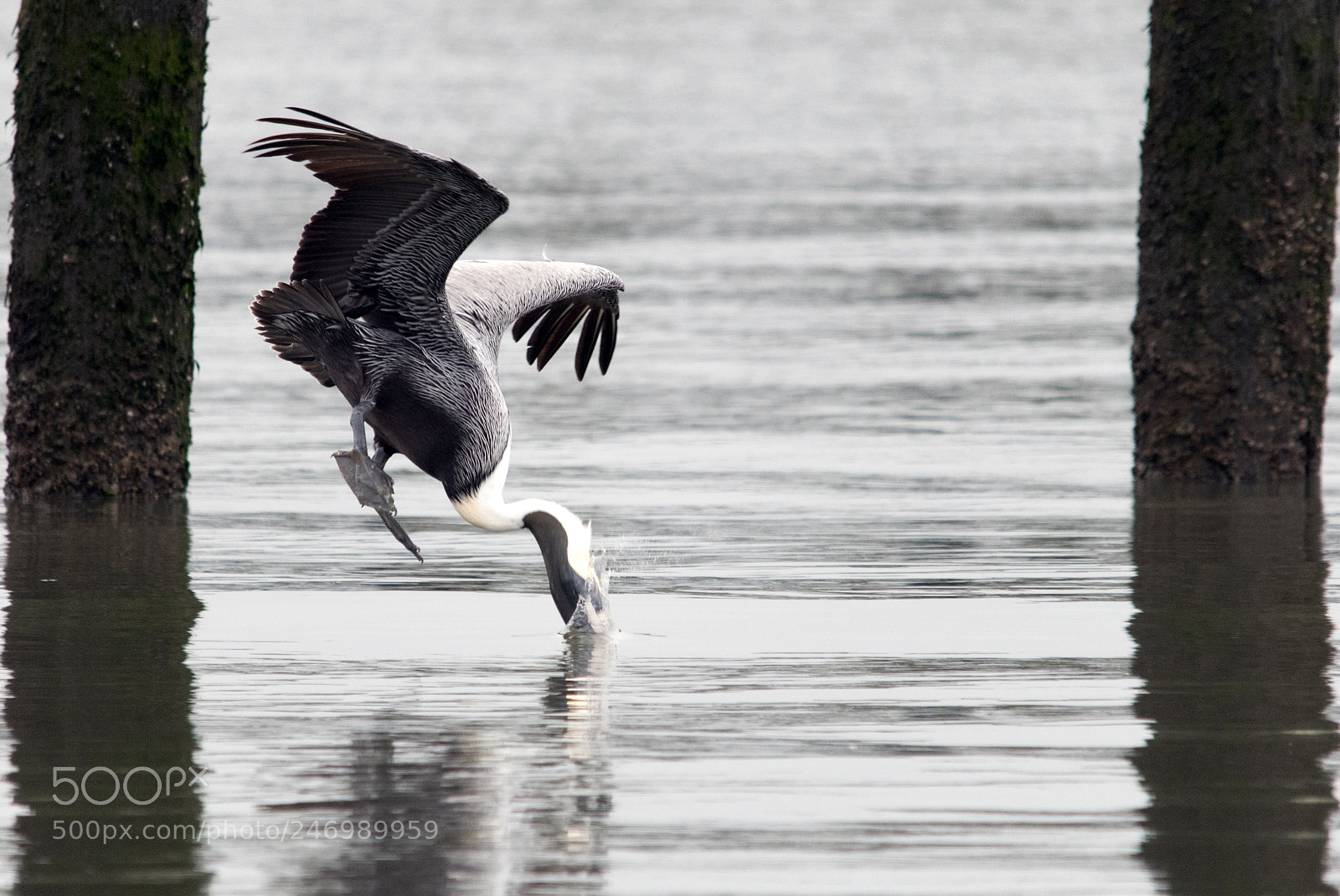 Nikon D300 sample photo. Taking the plunge photography