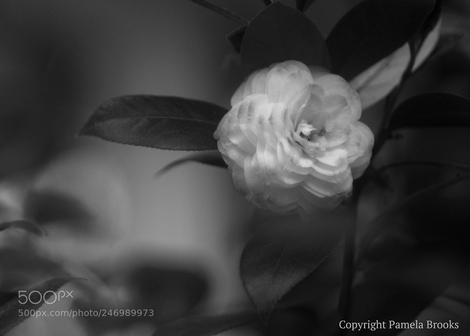 Nikon D90 sample photo. Camellia photography