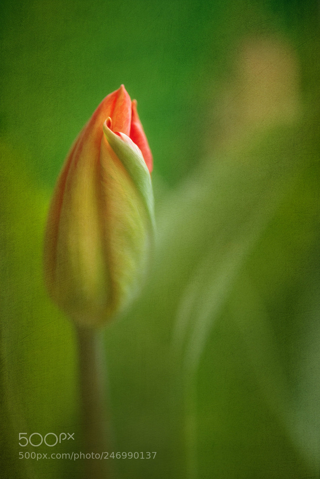 Nikon D610 sample photo. Springtime photography