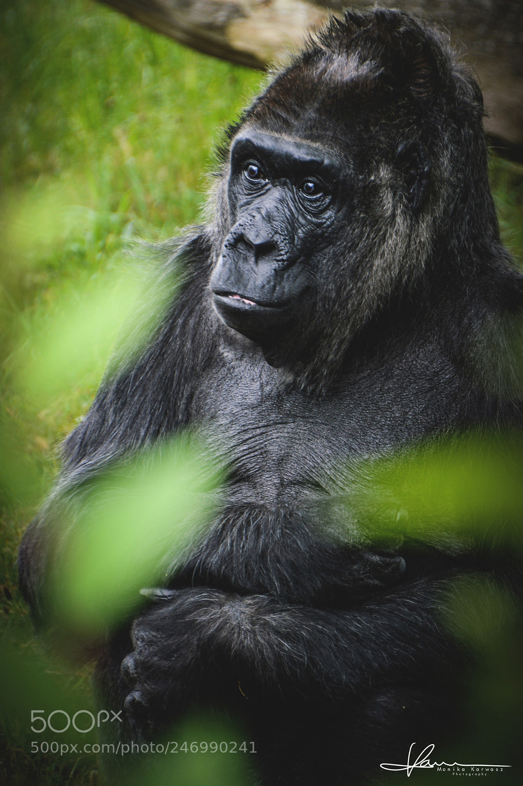 Nikon D3200 sample photo. Gorilla photography