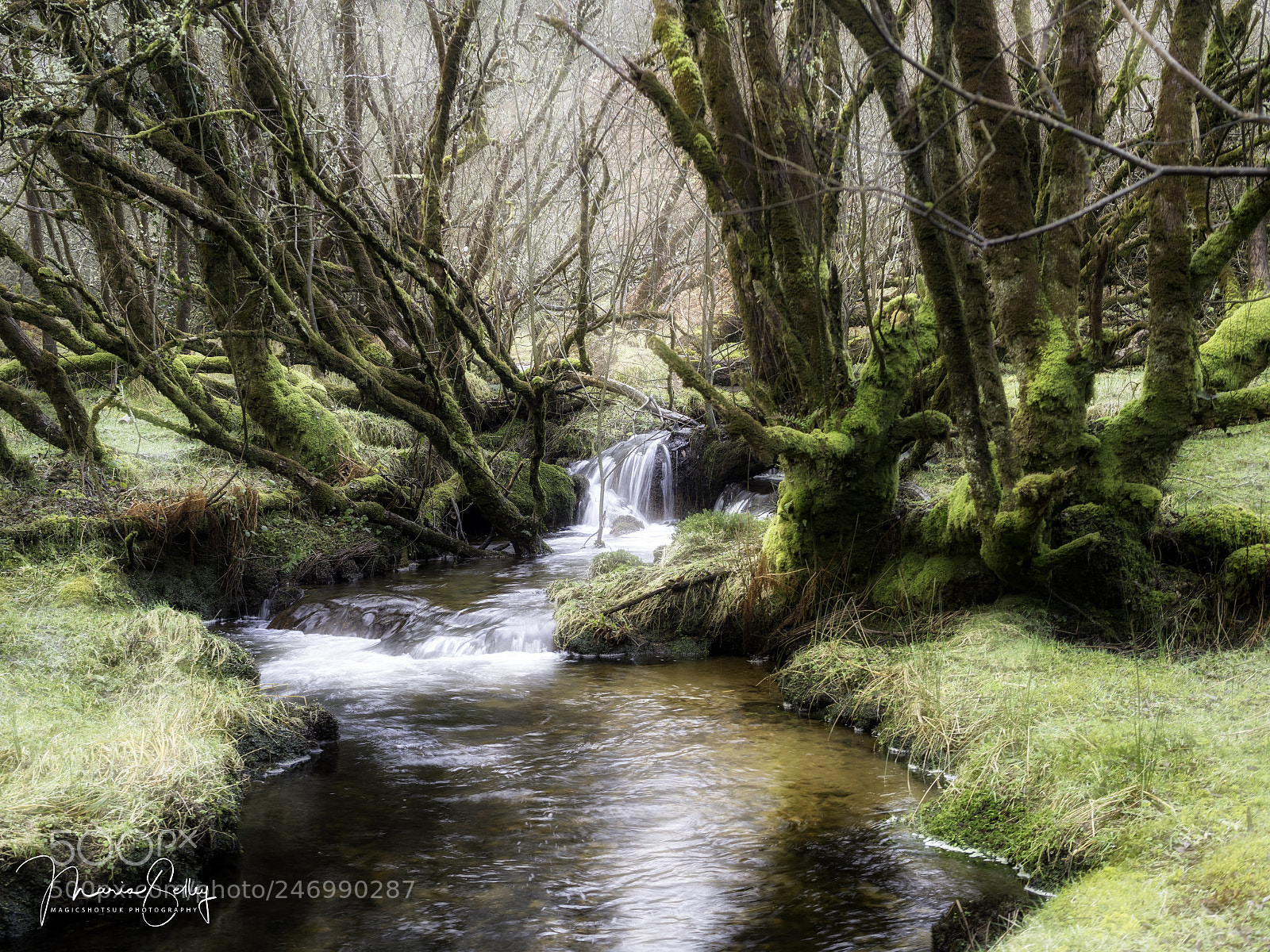 Olympus OM-D E-M1 Mark II sample photo. Secret dartmoor photography
